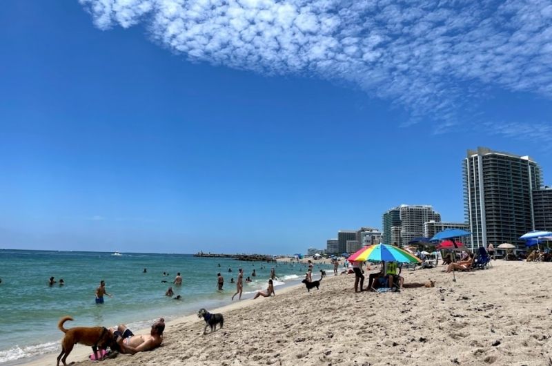 are dogs allowed at haulover beach