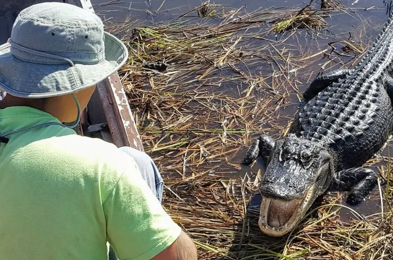 1-Hour Airboat Ride and Nature Walk with Naturalist