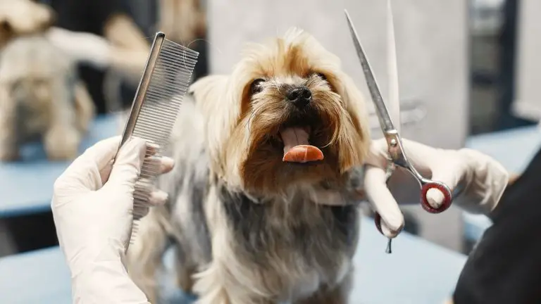 11 Best Dog Groomers in Fort Lauderdale